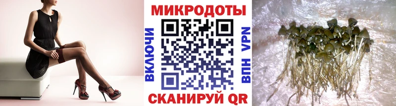 купить   Ростов-на-Дону  Галлюциногенные грибы Cubensis 